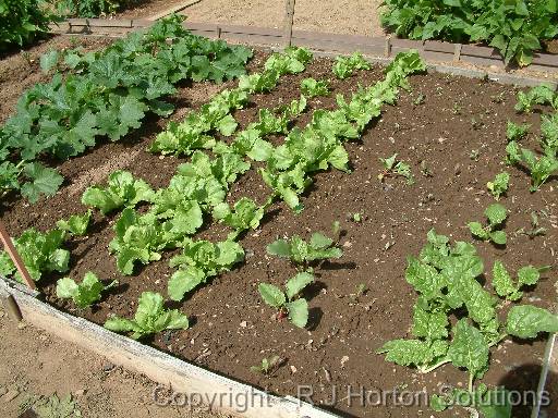 Lettuce Bed 2 